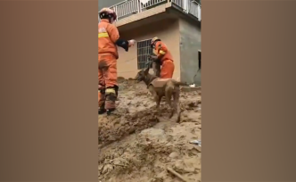 黄梅山体滑坡，搜救犬完成工作满身泥泞疲惫不堪