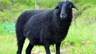内蒙古武川丢失的乌骨羊是被偷还是走丢，尚未确定