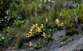 铁皮石斛等104种兰科植物拟列入重点保护名录