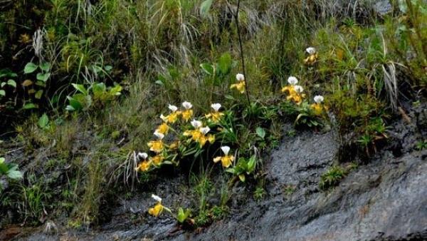 铁皮石斛等104种兰科植物拟列入重点保护名录