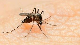 江苏句容通报一输入性登革热病例，已对住家及周边灭蚊处理