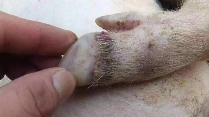 广东雷州发生一起猪口蹄疫疫情发病39头死亡1头