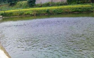 四川规范管理水产养殖业，禁止占用基本农田新挖塘养鱼