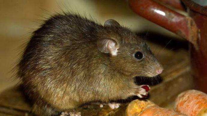 感染鼠疫,曾食用旱獭肉澎湃国际2020-07-18蒙古国新增1例疑似鼠疫病例