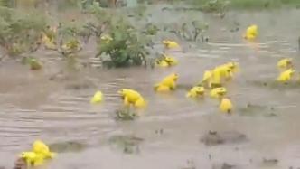 印度水塘出现黄色青蛙：雄蛙为求偶变色