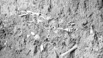 山西高平发现疑似长平之战尸骨坑：尸骨层厚度约0.6米