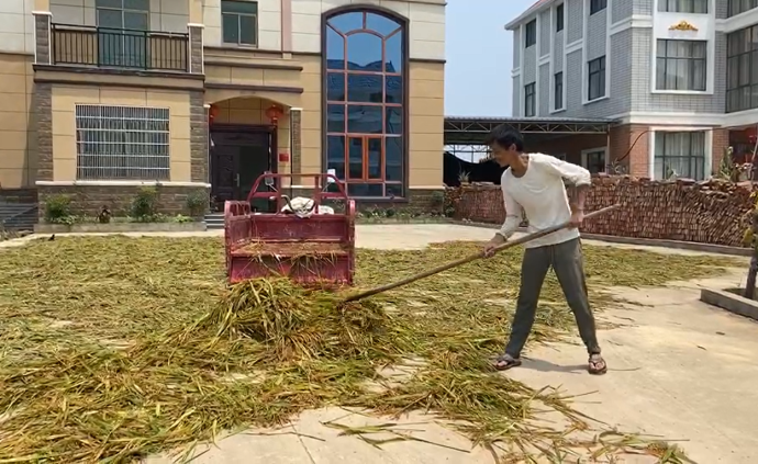 鄱阳灾民：水稻发芽，只能喂鸡