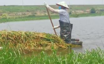 鄱阳“划舟抢割水稻农夫”：一船赚几十块，不收浪费可惜