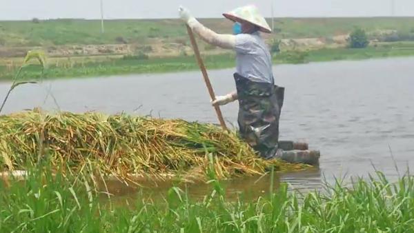 鄱阳“划舟抢割水稻农夫”：一船赚几十块，不收浪费可惜