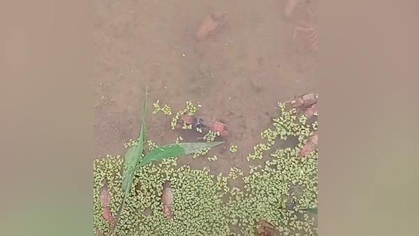 村民反映水污染环保局称“放假”，9天后勘察小龙虾全部死亡