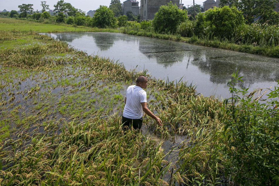 2020年7月15日，江西省鄱阳县校办农场村，吴先生在已经绝收的稻田里，田里的水稻因长时间泡水发芽而无法收割。