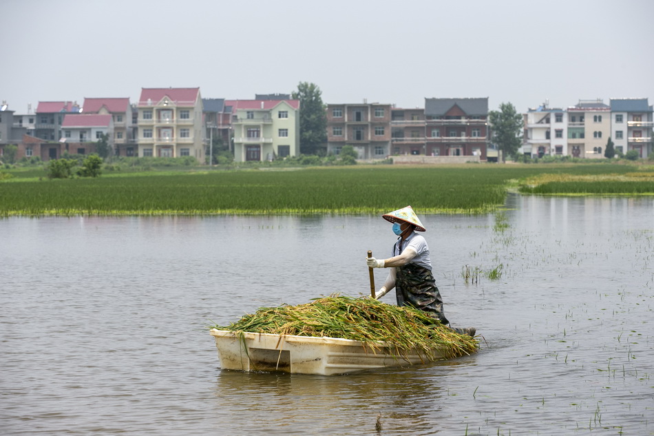 2020年7月15日，江西省鄱阳县联圩村，当地农民划着船在提案中抢收还未发芽的水稻。
