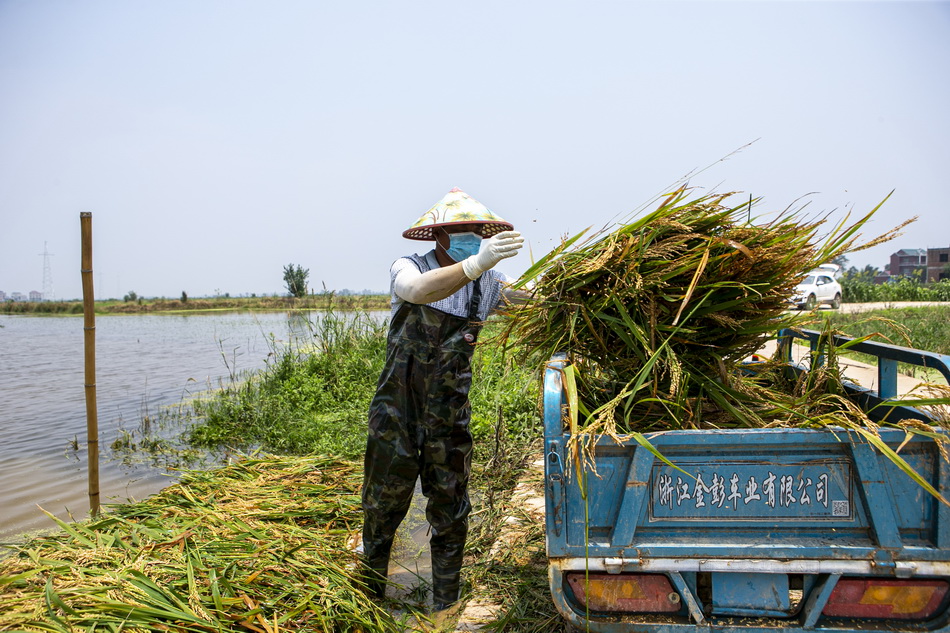 2020年7月15日，江西省鄱阳县联圩村，当地农民在抢收水稻
