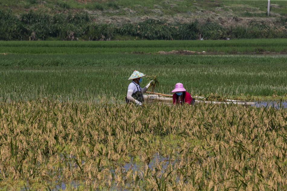 2020年7月15日，江西省鄱阳县联圩村，当地农民在抢收水稻。