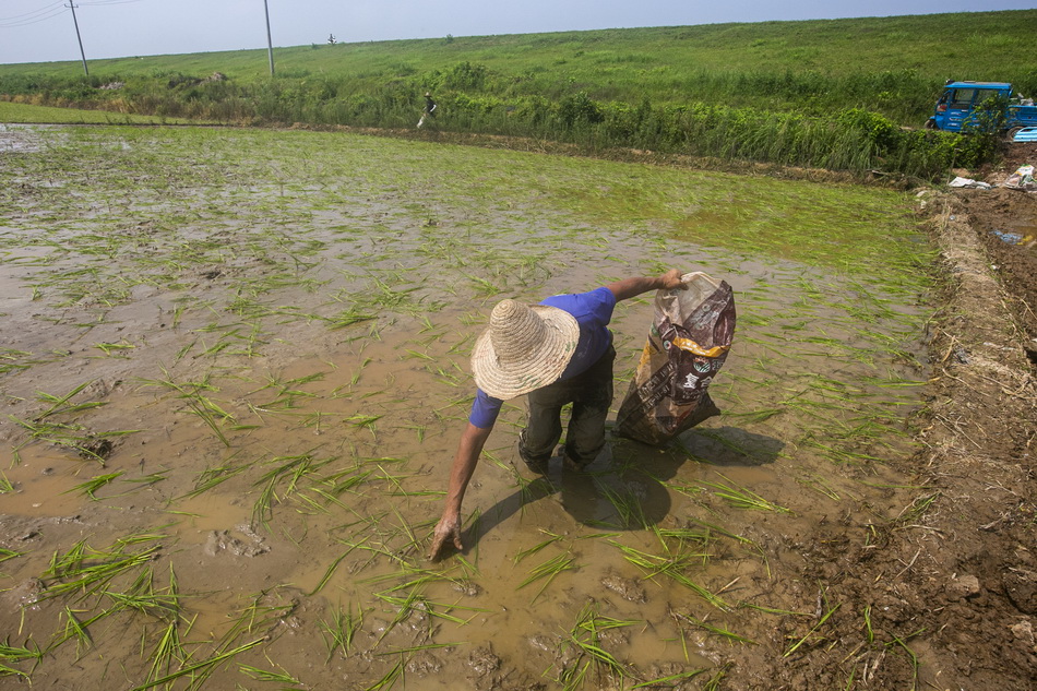 2020年7月15日，江西省鄱阳县联圩村，当地农民在抢种水稻