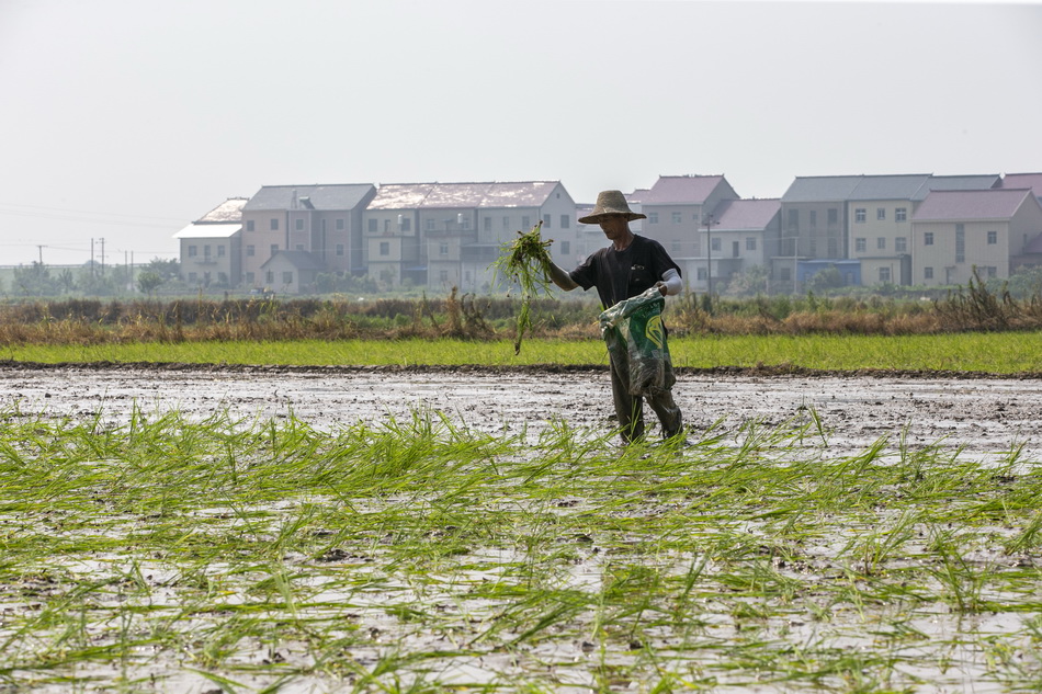 2020年7月15日，江西省鄱阳县联圩村，当地农民在抢种水稻。