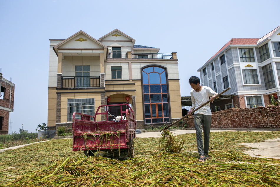 2020年7月15日，江西省鄱阳县联圩村，童先生在家中晾晒已发芽的水稻，准备给家中的牲口做口粮。