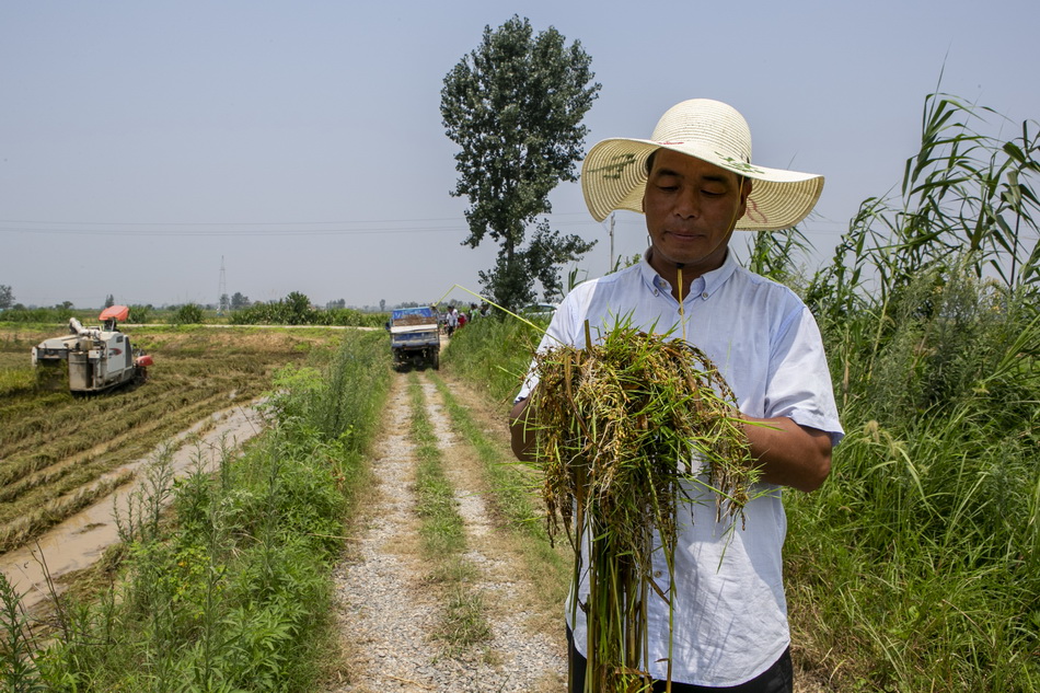 2020年7月15日，江西省鄱阳县校办农场村，村干部范先生在田里查看水稻，他手中的水稻因长期泡水而发芽。