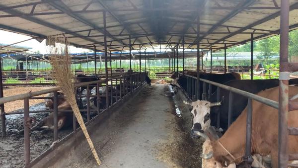 山东农民被拖欠1600万养牛款5年，涉事企业正走破产程序