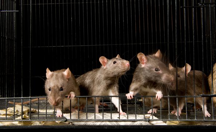 澎湃国际2020-07-18蒙古国新增1例疑似鼠疫病例:6岁儿童,曾与被猎杀