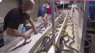 迎接鳗鱼节，日本鹿儿岛养殖场洪灾后重启