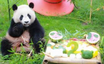 大熊猫七七两岁了！体重已超67公斤，粉丝还送来玩具