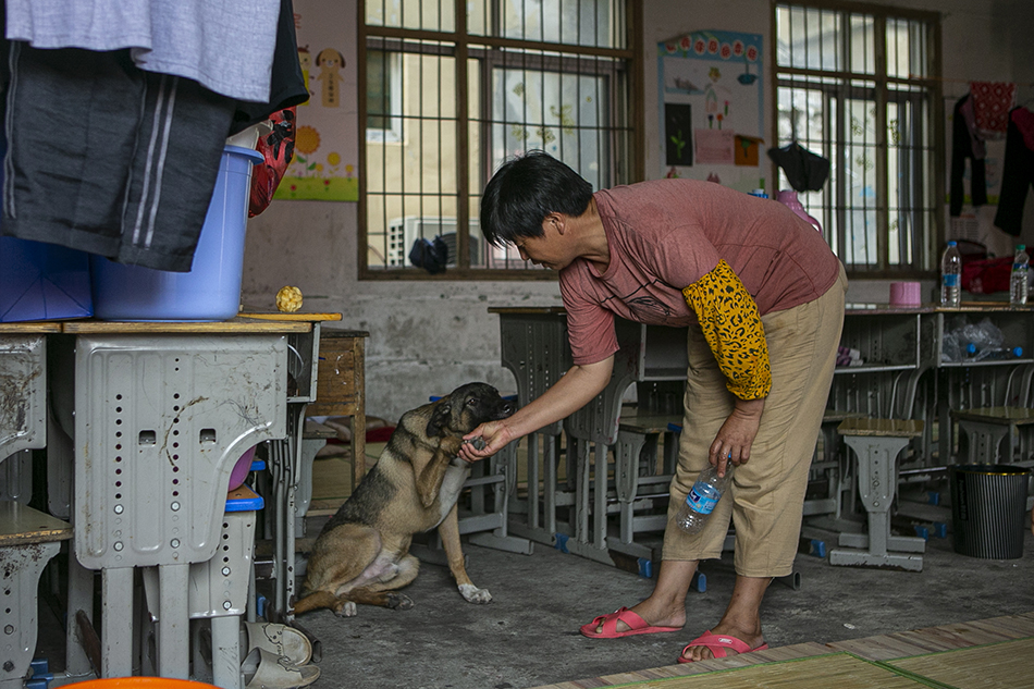 2020年7月16日，江西省鄱阳县五一中心学校安置点，桂湖村的吴树林在房间内与狗玩耍，在转移前她将侄儿家的狗救出带到了安置点，因为房间内都是亲戚或邻居，这条狗给他们这段时间带来了不少乐趣。