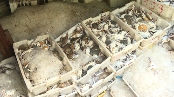 上海查获非法捕捞梭子蟹17吨，5人被刑拘