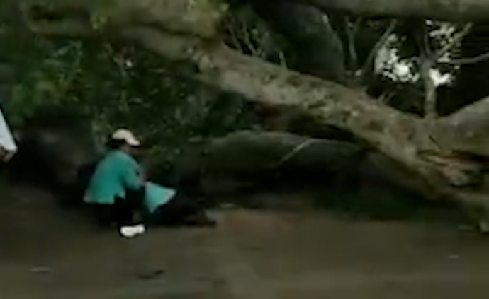 百年榕树折断80岁阿婆被砸身亡,怀里孩子受伤