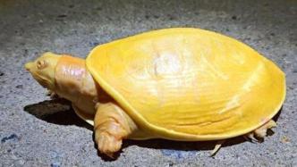 印度出现“黄金龟”，专家称可能患有白化病