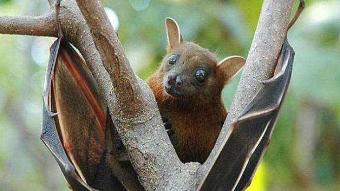 澎湃新闻 |铦栾潬