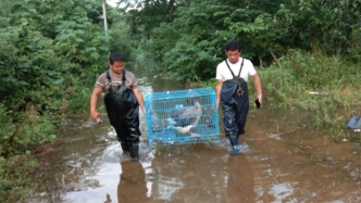 洪水突袭，一个动物救护站的救鸟行动
