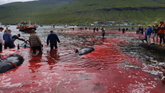 血染大海，丹麦一日捕杀超200头领航鲸