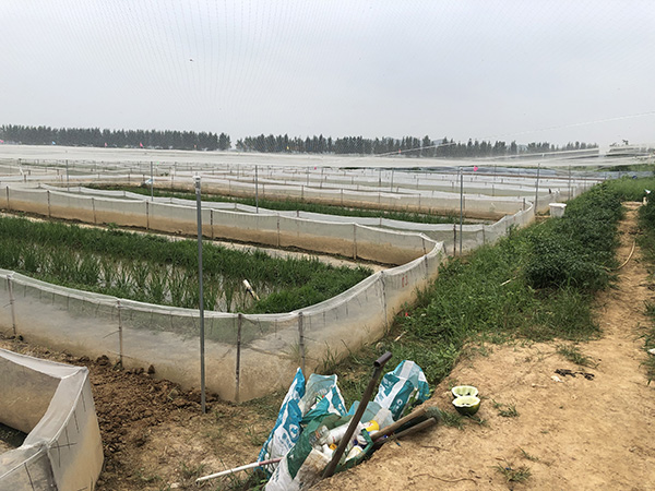 彭小山位于低洼地的蛙棚 文中配图除特别标注外,均为澎湃新闻记者 黄霁洁 图