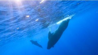 我国科研人员在南海记录到11个鲸类物种