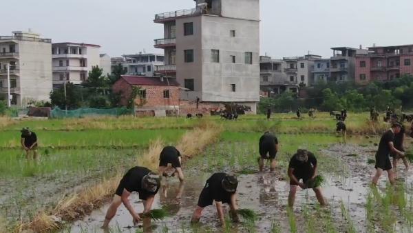 洪水退去，武警帮灾民抢种晚稻还送来化肥