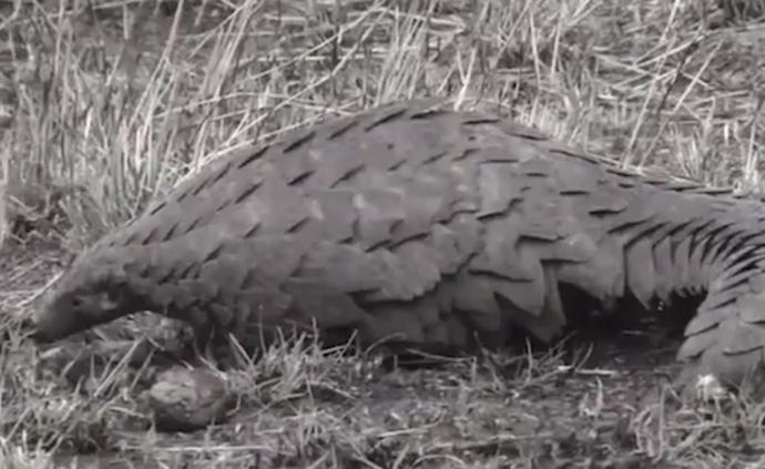 山東禁食陸生野生動物,從業(yè)主體將全部有序退出