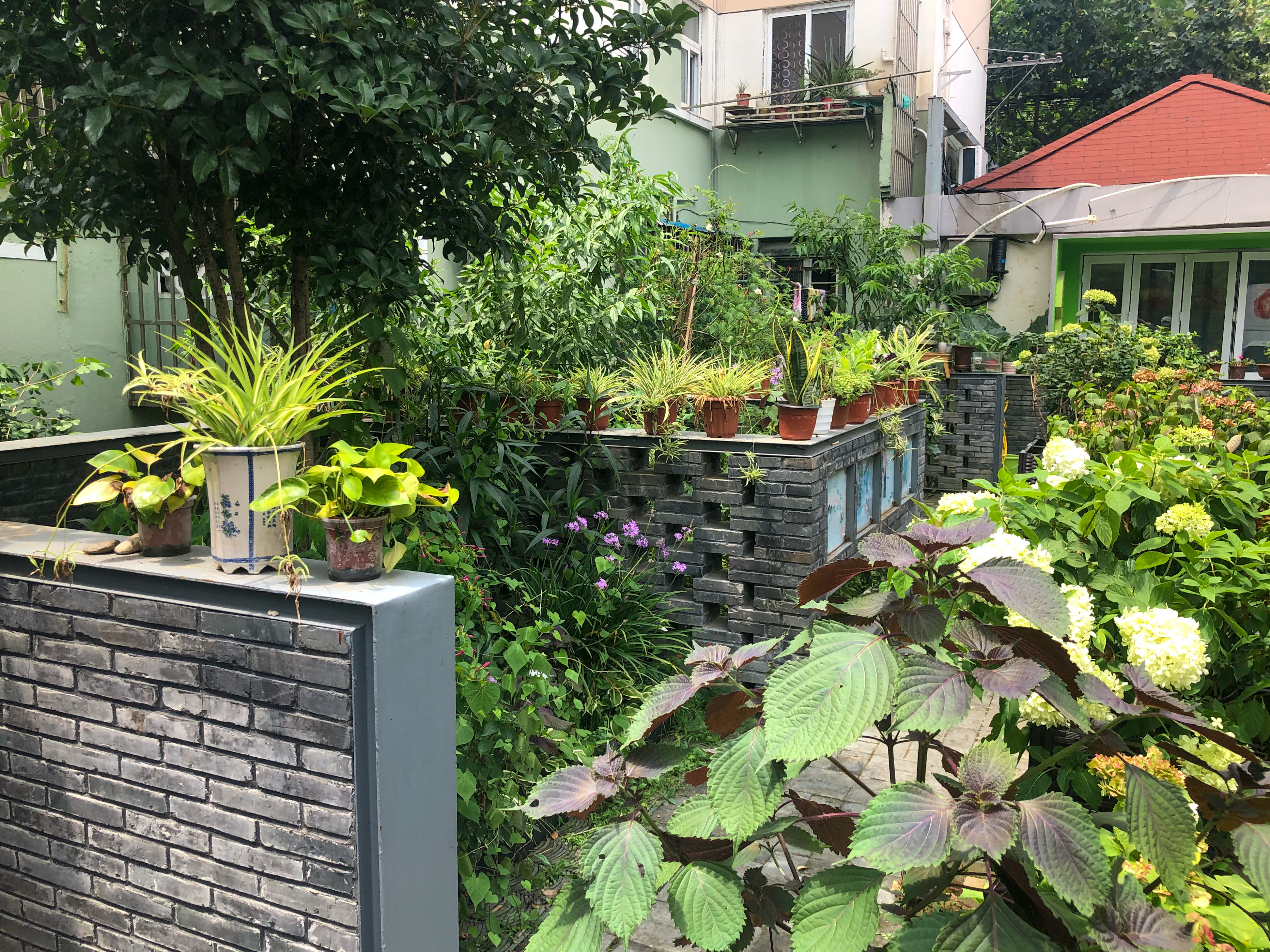 树上有小松鼠四周是蝉鸣上海老小区建生态花园获居民点赞