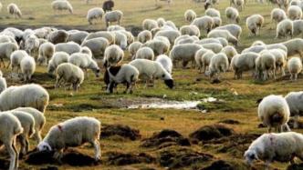 羊咩咩！蒙古国计划9月移交3万只捐赠羊
