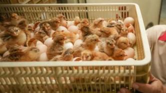 益生股份与仙坛股份合资2亿元成立公司，从事种鸡养殖业务