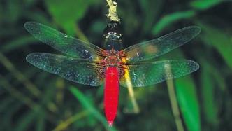 海南省首次发现红腹异蜻，可能为气候变化或自然迁移结果