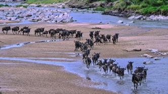 动物大迁徙如期而至，肯尼亚马赛马拉保护区旅游正逐步恢复