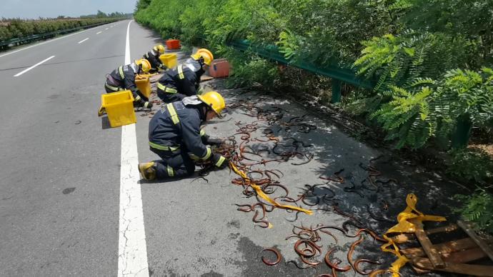 貨車側翻，價值5萬多的鱔魚撒滿高速路