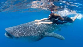 与座头鲸共游！澳州一29岁女子浮潜被击伤