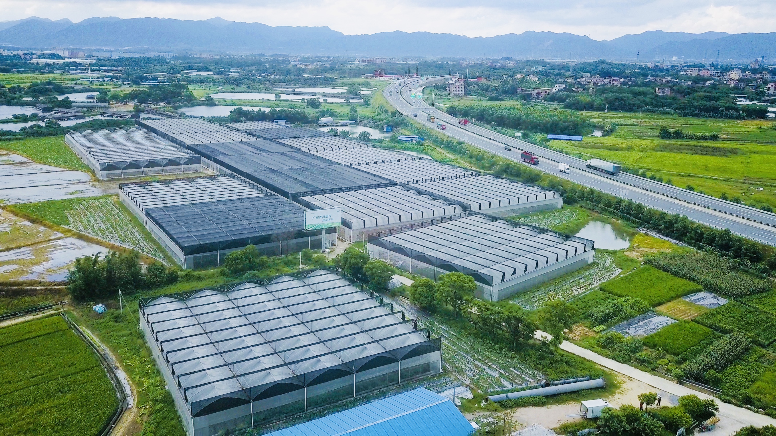 广州农商银行扶贫农场之胜利村蔬菜种植大棚