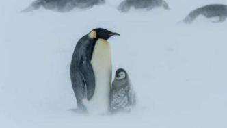 研究者发现11个新的帝企鹅栖息地，但它们仍受全球变暖威胁