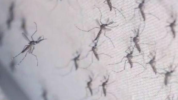 上海已报告9例登革热病例，全城灭蚊防蚊