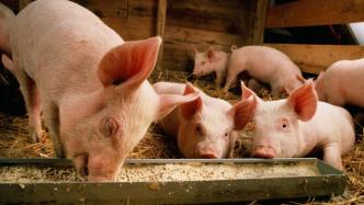 多家上市猪企发布7月销售简报，猪价上涨促业绩大幅增长