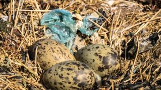 废弃塑料垃圾不仅进入了海鸟胃里，还大量出现在海鸟的巢穴中