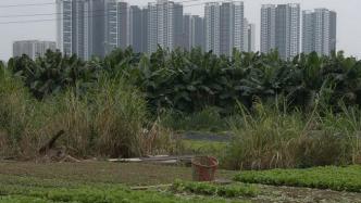 如何解决大城市用地指标困境？深圳探索创新耕地占补平衡制度